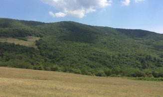 Safari cu bivoli la Cluj