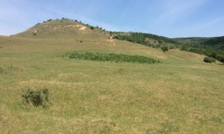 Safari cu bivoli la Cluj