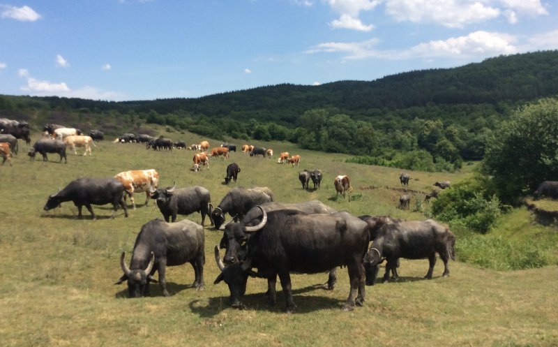 Safari cu bivoli la Cluj