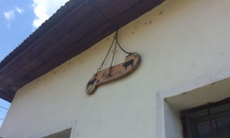 Safari cu bivoli la Cluj