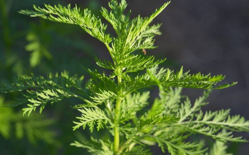 Planta despre care se spune că distruge 98% din celulele canceroase în doar 16 ore creşte şi în România