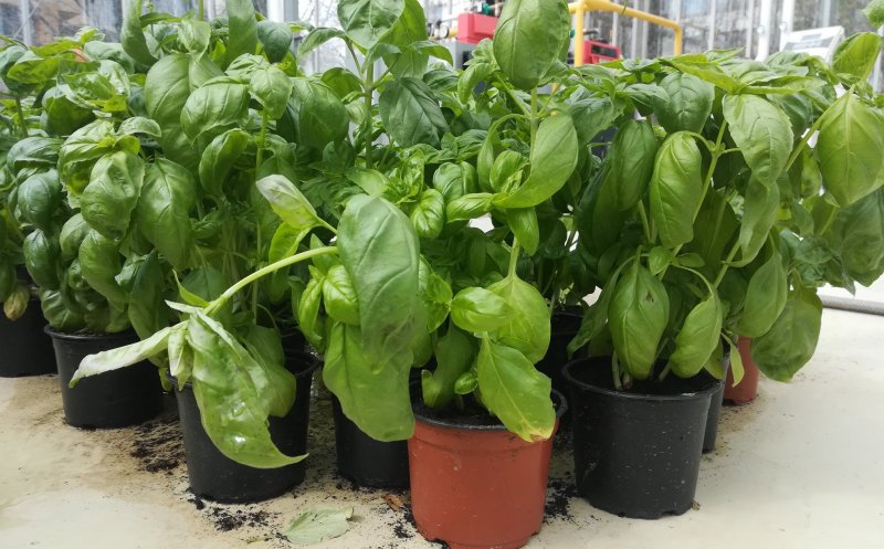 Universitatea de Științe Agricole iese pe piață cu plante aromatice