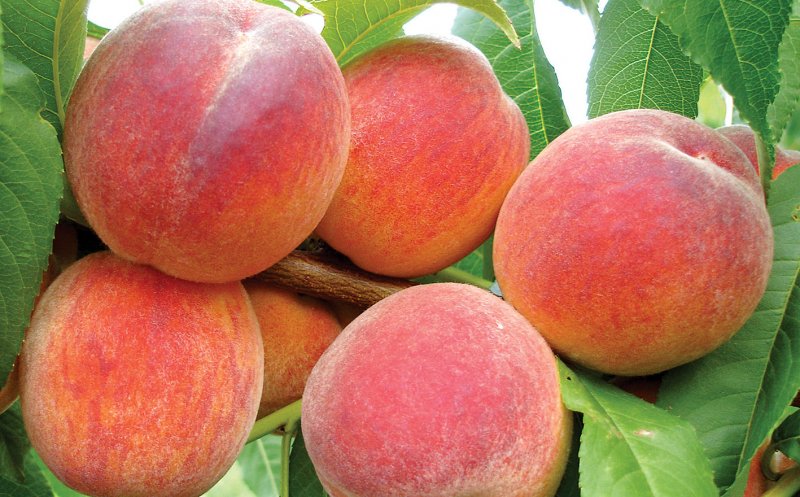 Slăbeşte şi ia-ţi vitaminele necesare organismului cu dieta cu piersici
