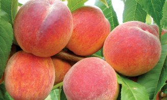 Slăbeşte şi ia-ţi vitaminele necesare organismului cu dieta cu piersici