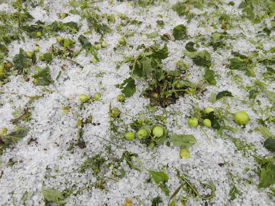 Grindină la Cluj. Culturi întregi, distruse de gheaţă