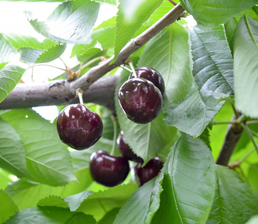 Superalimentul verii. Slăbeşte şi detoxifică organismul cu cireşe negre