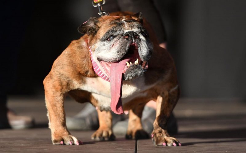 Un buldog englez a fost desemnat cel mai urât câine din lume în 2018