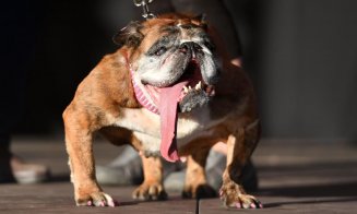 Un buldog englez a fost desemnat cel mai urât câine din lume în 2018