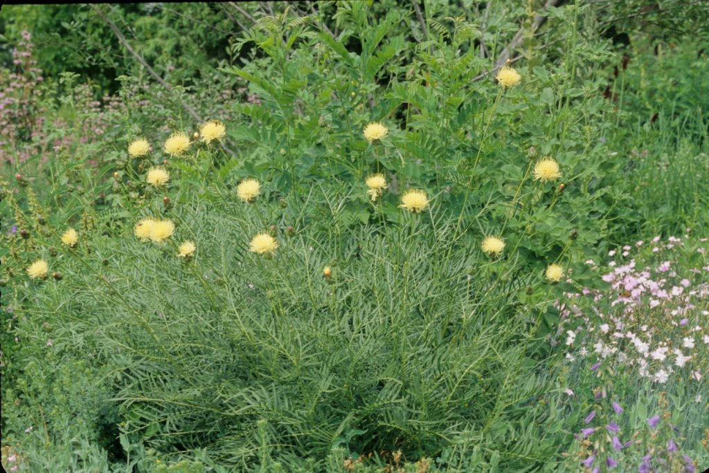 Un biogeograf din Cluj găseşte în Kazahstan o plantă ce există doar în 3 exemplare în România. O caută de 11 ani