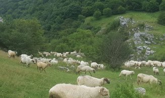 Cioban din Cluj, prins la păşunat în aria protejată Cheile Turzii