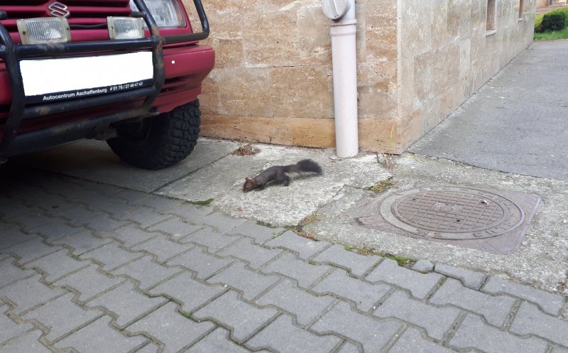 Veverițele invadează campusul USAMV. Mai ales "după program"