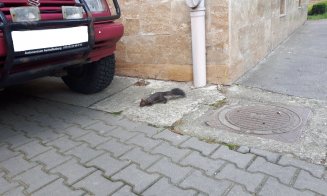 Veverițele invadează campusul USAMV. Mai ales "după program"