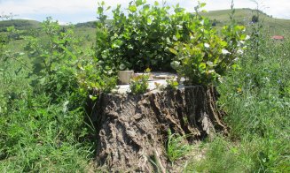 Plopii de pe marginea lacul Chinteni, făcuți una cu pământul. Garda de Mediu face verificări, Primăria spune că totul e legal