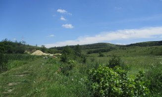Plopii de pe marginea lacul Chinteni, făcuți una cu pământul. Garda de Mediu face verificări, Primăria spune că totul e legal