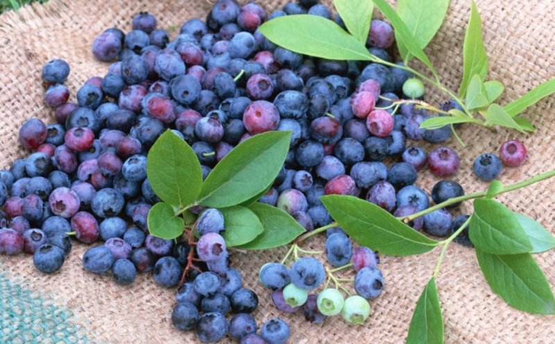 Planta-minune care îţi dă putere, energie şi vindecă o mulţime de boli