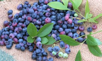 Planta-minune care îţi dă putere, energie şi vindecă o mulţime de boli