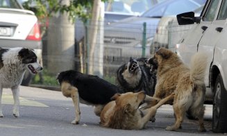 Trei persoane mușcate de câini comunitari într-un parc din județul Cluj