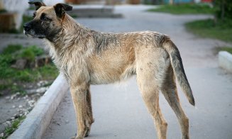 Condamnat la închisoare pentru uciderea unui câine anul trecul în Câmpia Turzii