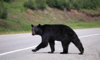 Atenţie sporită la circulaţia pe autostradă
