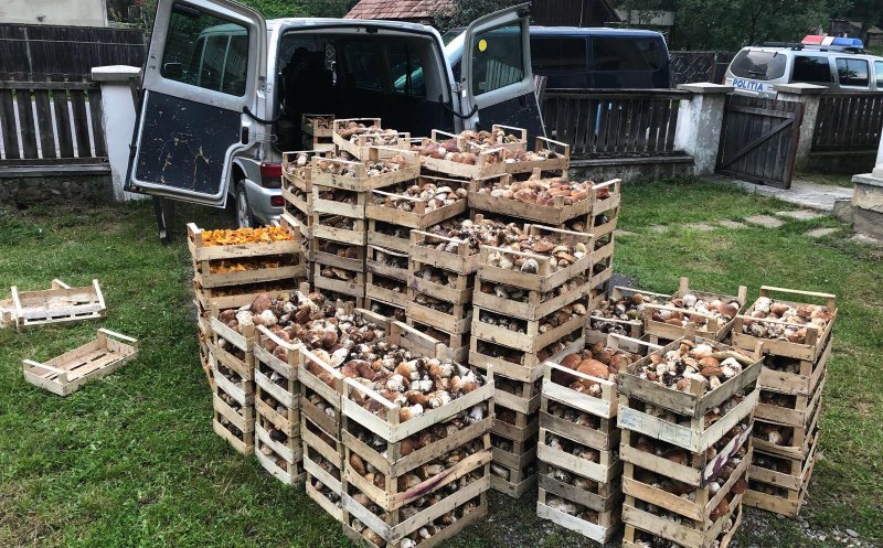 Peste o tonă de ciuperci, confiscată de poliţiştii din Cluj. Cât a fost amenda