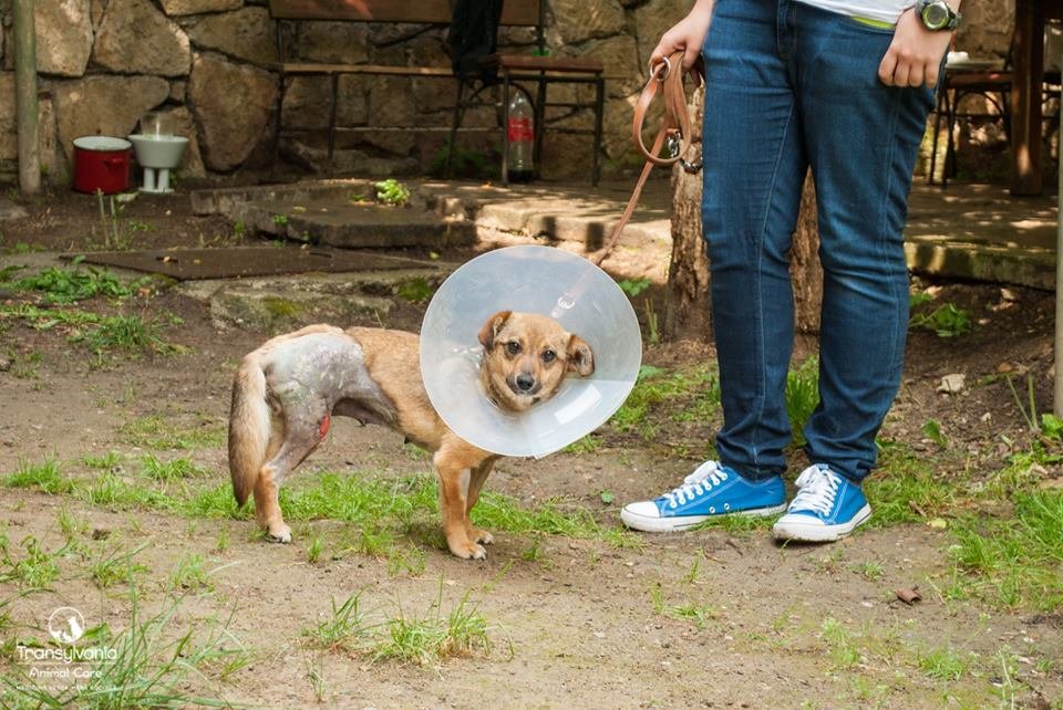S-au mutat la Cluj şi îşi dedică viaţa "reabilitării" căţeilor traumatizaţi: "Orice câine poate fi salvat"