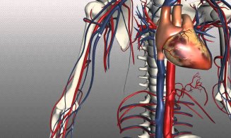 De aici ar trebui să înveţe biologie copiii noştri! Inima și ficatul sunt poziționate greșit în corp