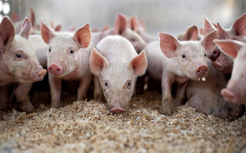 Specialist american, la Cluj: Pesta porcină ar putea afecta comerţul cu carne de porc dintre UE şi SUA