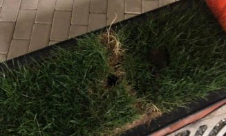 Jardinierele de flori proaspăt montate, furate de hoți la Câmpia Turzii