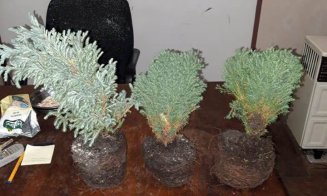 Jardinierele de flori proaspăt montate, furate de hoți la Câmpia Turzii