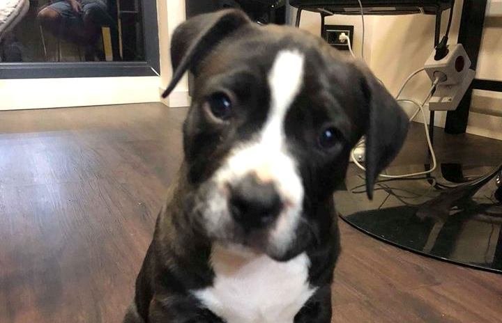 L-aţi văzut? Pui de Amstaff, furat dintr-un parc din Cluj