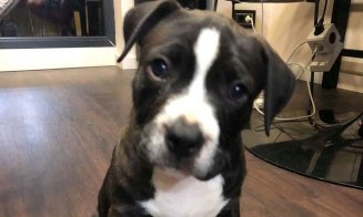 L-aţi văzut? Pui de Amstaff, furat dintr-un parc din Cluj