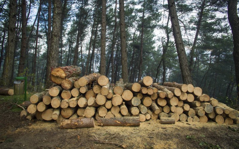 Clujul, în topul defrişărilor ilegale (raport Greenpeace)
