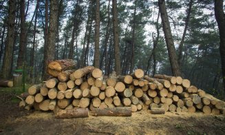 Clujul, în topul defrişărilor ilegale (raport Greenpeace)