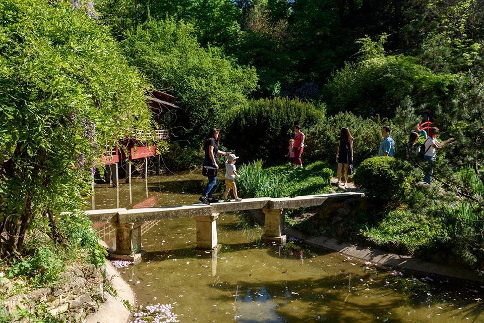 Noaptea liliecilor în Grădina Botanică din Cluj