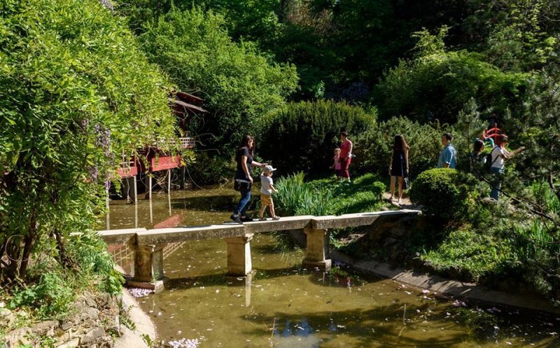 Noaptea liliecilor în Grădina Botanică din Cluj