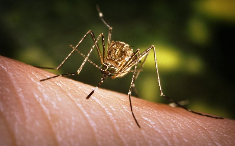 Încă o victimă a virusului West Nile, într-un judeţ vecin Clujului. Numărul deceselor a ajuns la 22