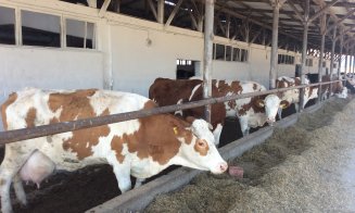 Olandezii vor lapte mai bun și fermieri mai bogați în Ardeal