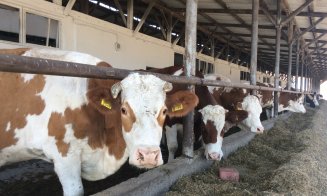Olandezii vor lapte mai bun și fermieri mai bogați în Ardeal