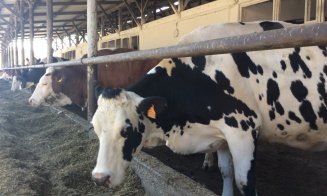 Olandezii vor lapte mai bun și fermieri mai bogați în Ardeal