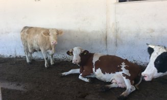 Olandezii vor lapte mai bun și fermieri mai bogați în Ardeal