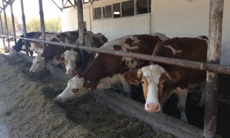 Olandezii vor lapte mai bun și fermieri mai bogați în Ardeal