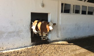 Olandezii vor lapte mai bun și fermieri mai bogați în Ardeal