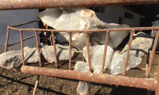 Olandezii vor lapte mai bun și fermieri mai bogați în Ardeal