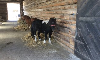 Olandezii vor lapte mai bun și fermieri mai bogați în Ardeal
