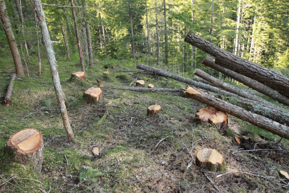 Sute de brazi tăiaţi într-o pădure din Cluj. Cum şi-au acoperit hoţii urmele