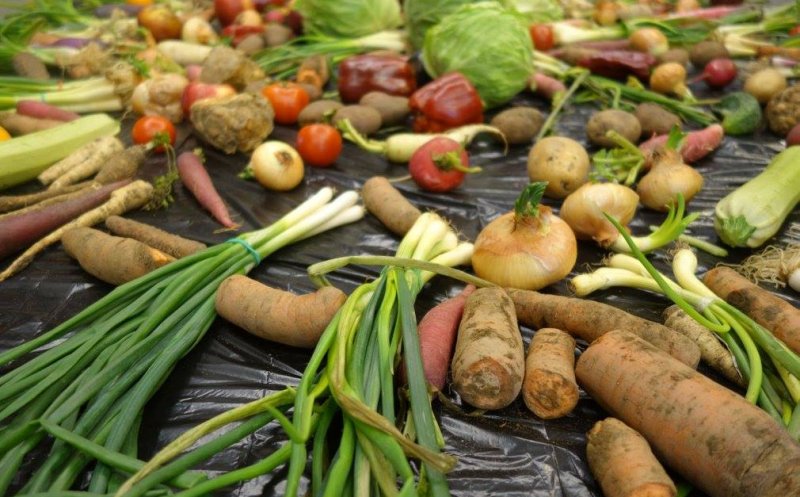 Românii arunca 6.000 de tone de mâncare pe zi.  La Cluj s-a deschis prima bancă de alimente! Ce produse şi cum poţi dona