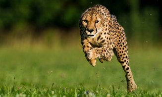 Studenții la Medicină Veterinară din Cluj au plecat în Africa să salveze gheparzii