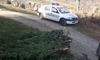 Au început tăierile ilegale de brazi. Sute de pomi, confiscaţi de poliţiştii clujeni
