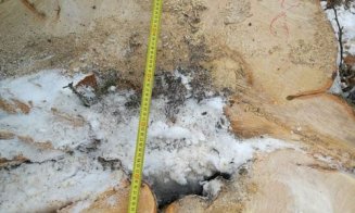 Se taie ca-n codru la Cluj. Prejudiciu de peste 10.000 de euro