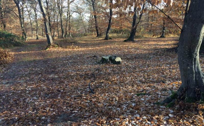 Una din cele mai înfricoşătoare păduri din lume, pusă la pământ. De ce se taie copacii din pădurea Hoia